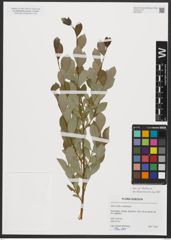 Foto von Salix starkeana Willd.